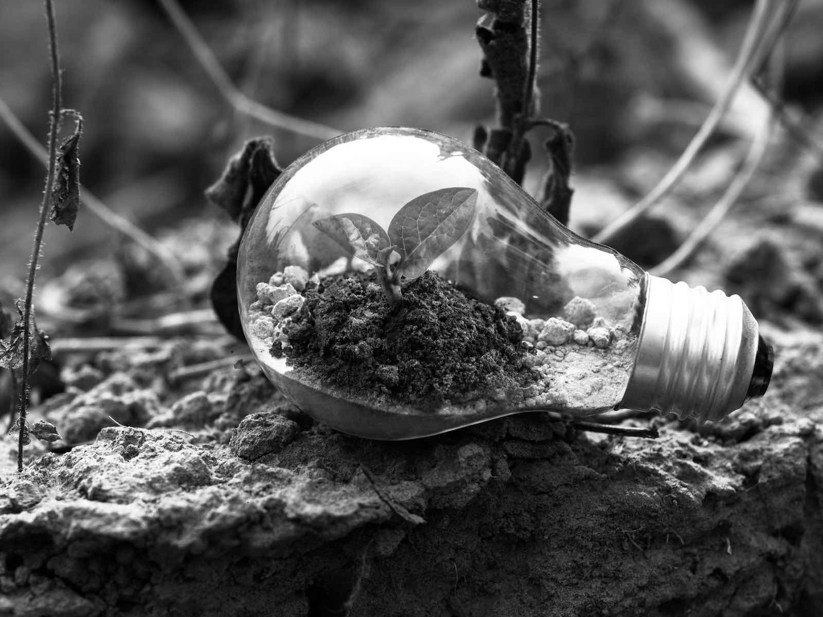 Abstract image of a bulb with a some earth and a little plant growing